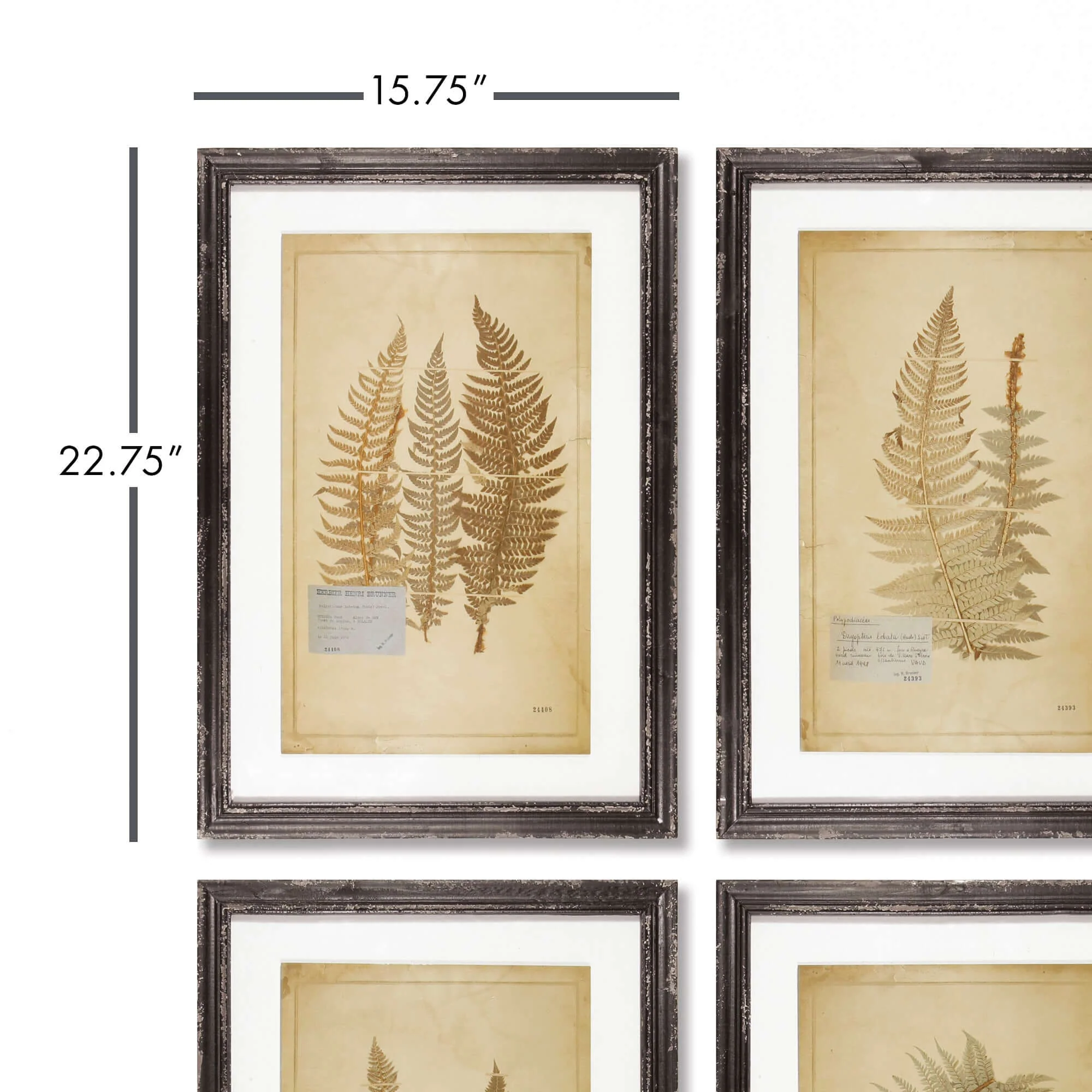 Antique Framed Botanical Fern Prints (Set of 8) - Image 3