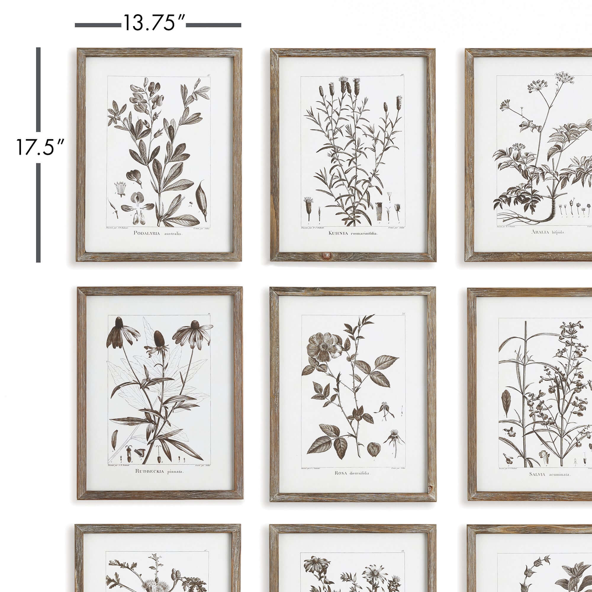 Rustic Botanical Sepia Wall Art Prints (Set of 9) - Image 5